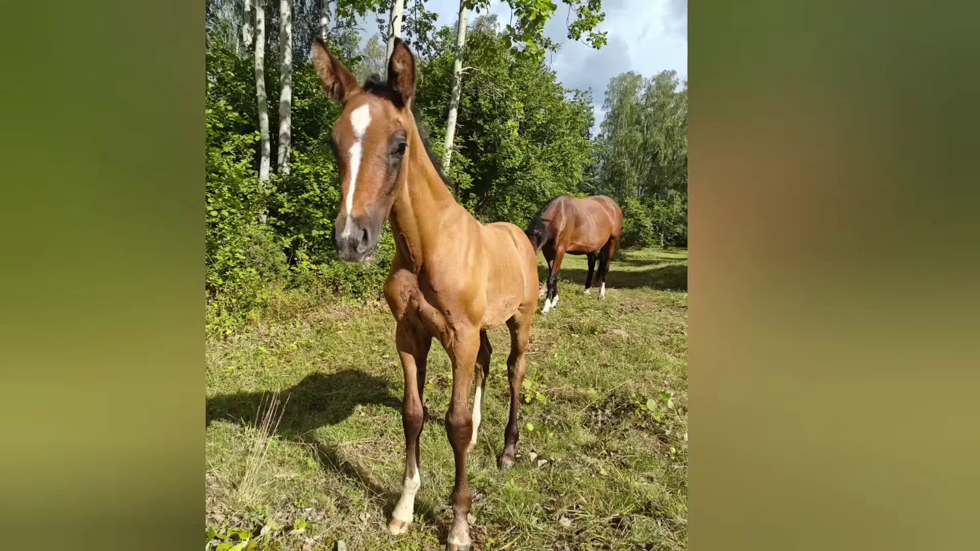 Allround hästar till salu: UniQ den allsidiga hingsten säljes eller bytes  i Stockholm - Video 1