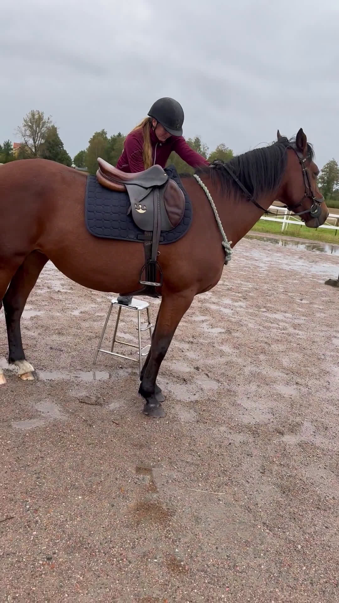 Allround hästar till salu: Ridhäst/avelssto top möderne i Mellerud - Video 4