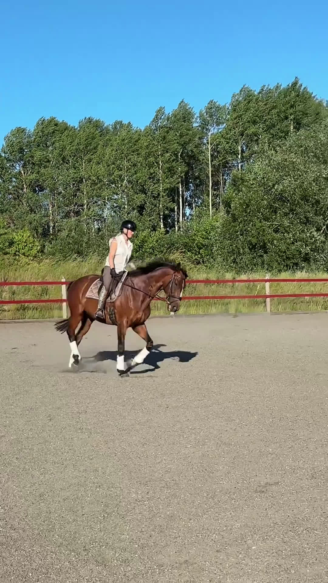 Allround hästar till salu: Intressekoll: Pigg och rolig hobbyhäst i Norrtälje - Video 2