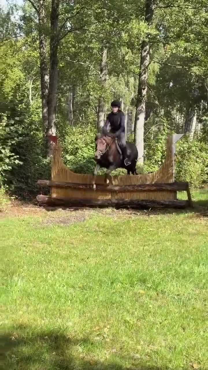 Fälttävlan hästar till salu: Framtida fälttävlansponny! - Video 3