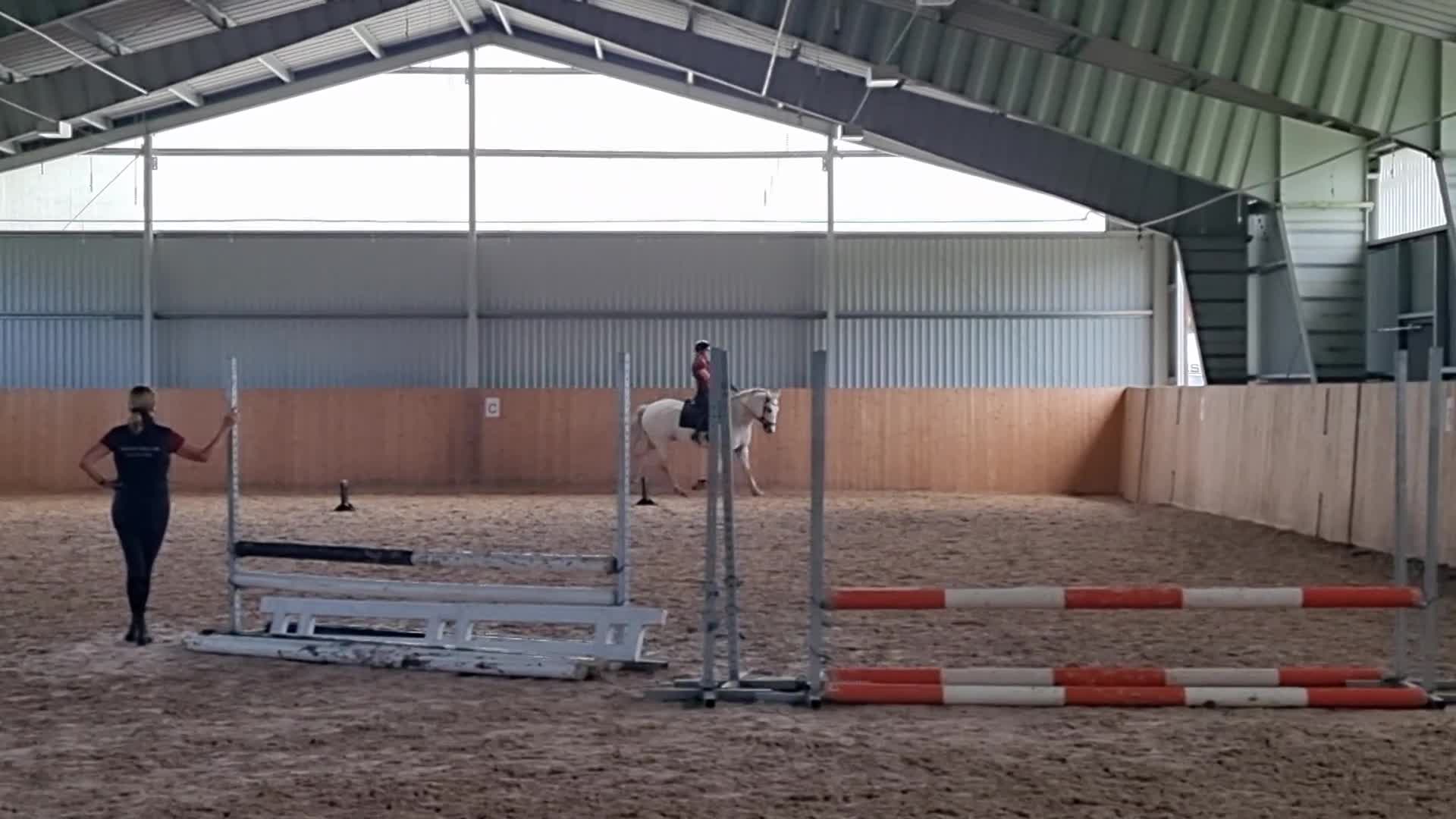 Allround hästar till salu: Donatello, allround mot dressyr 🌸 - Video 2