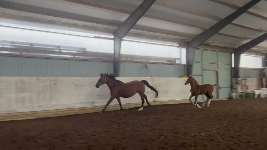Dressyr hästar till salu: Framtida dressyrstjärna! - Video 2