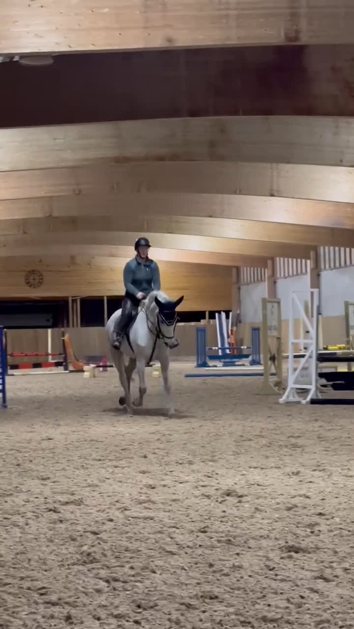 Hoppning hästar till salu: Fantastisk tävlingshäst med mycket kvar att ge - Video 1