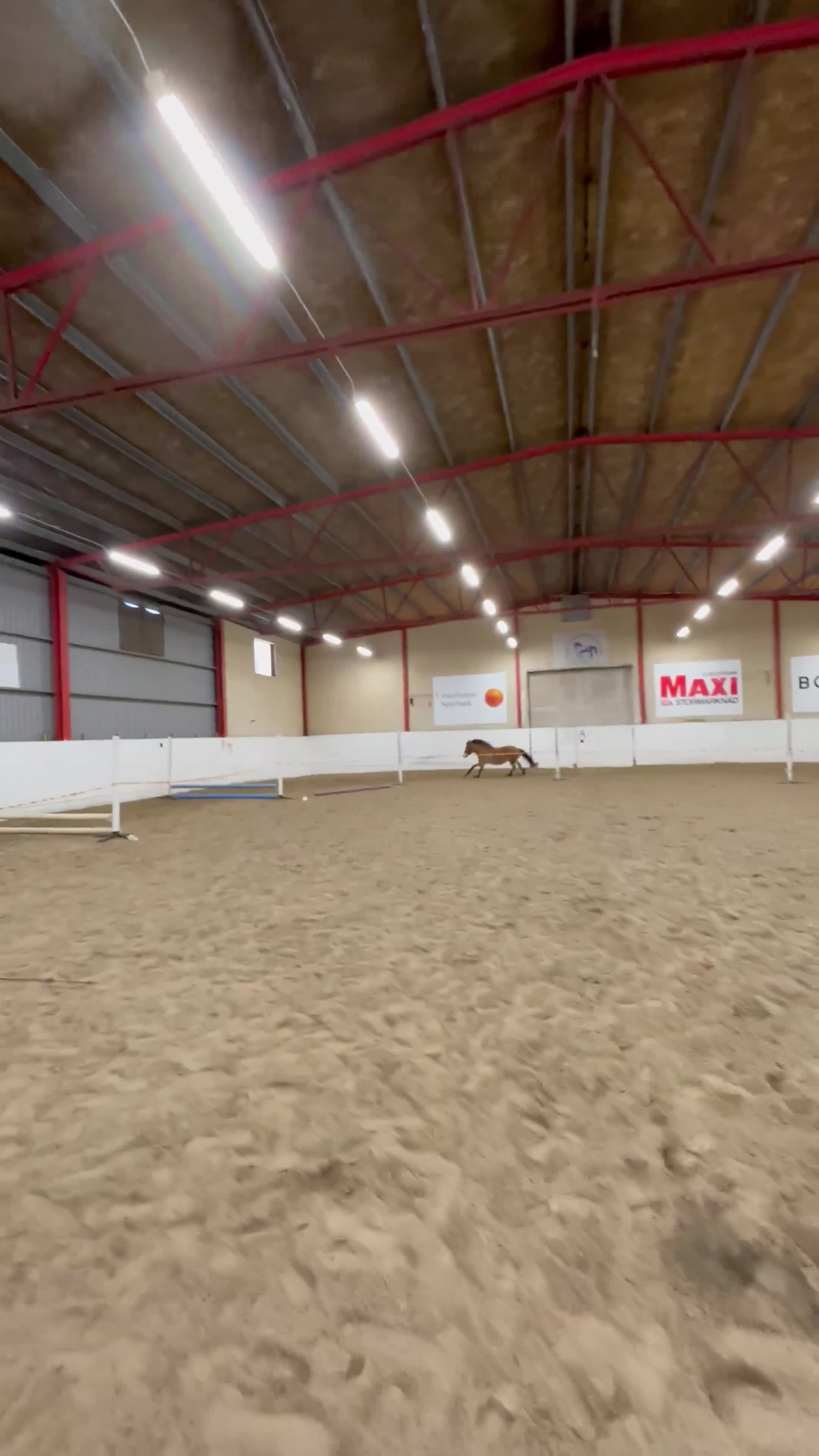 Allround hästar till salu: Trevligt Gotlandsruss söker sin egen ryttare  - Video 3