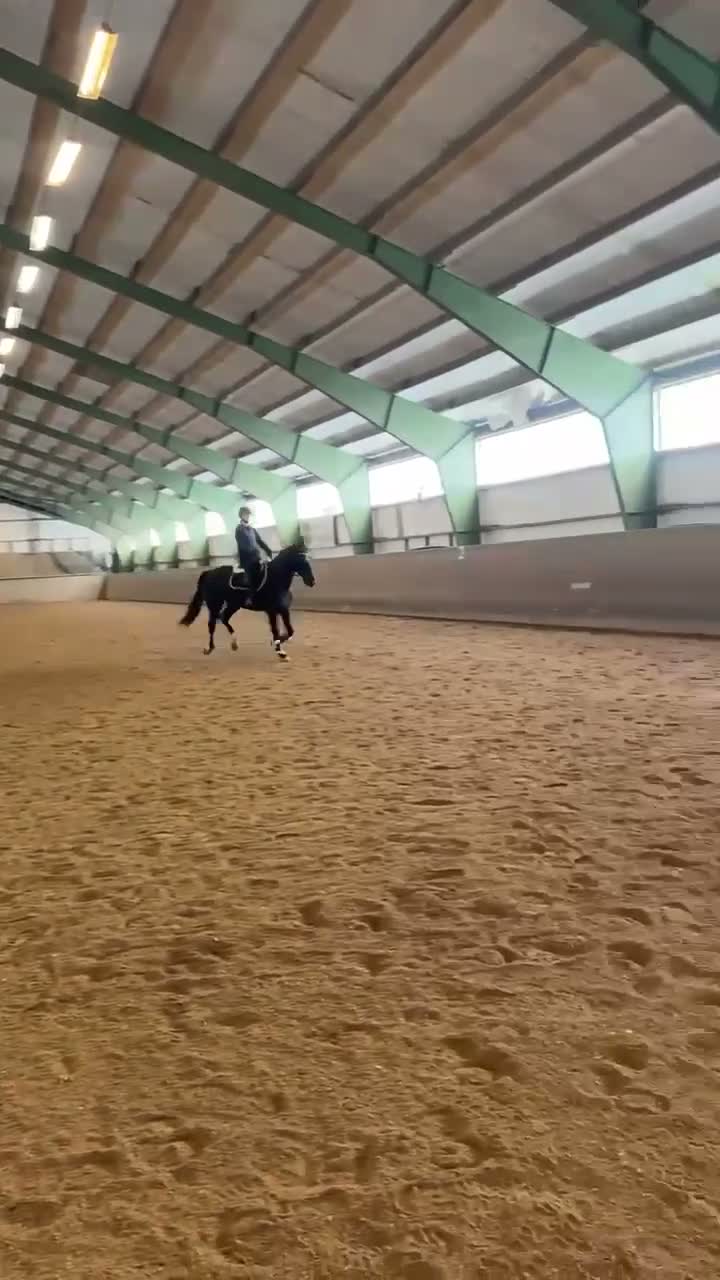 Allround hästar till salu: Vacker ridtravare.  - Video 1