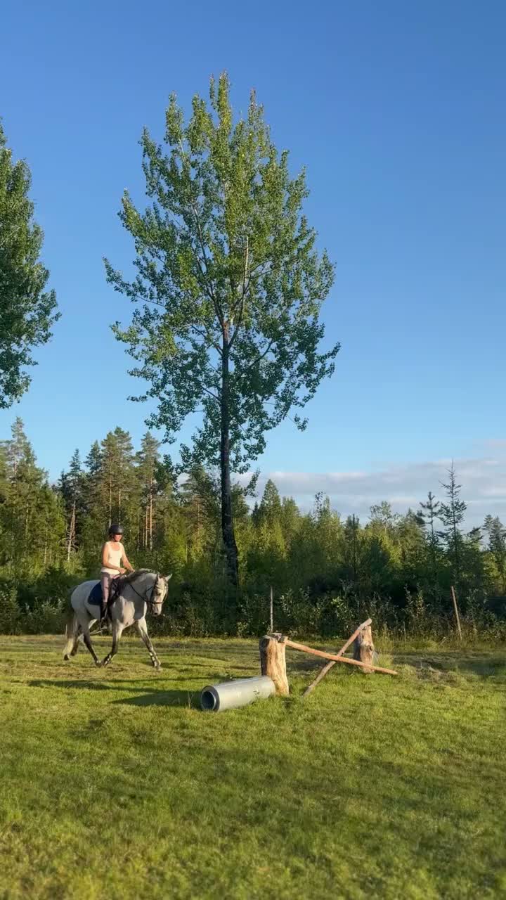 Allround hästar till salu: Fin valack till salu - Video 3