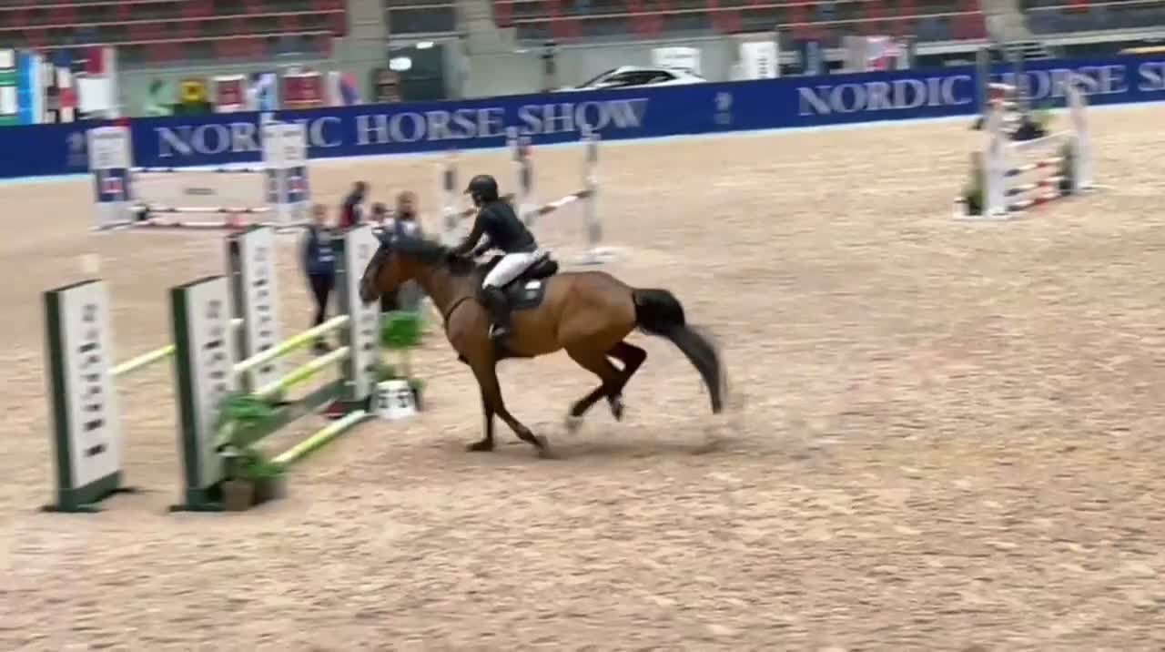 Hoppning hästar till salu: Stor kapacitet och supertemperament - Video 1