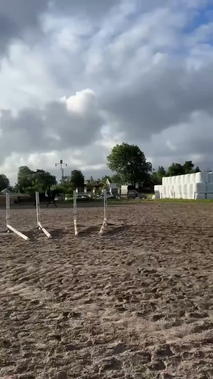 Allround hästar till salu: Snäll och rolig ridtravare - Video 2
