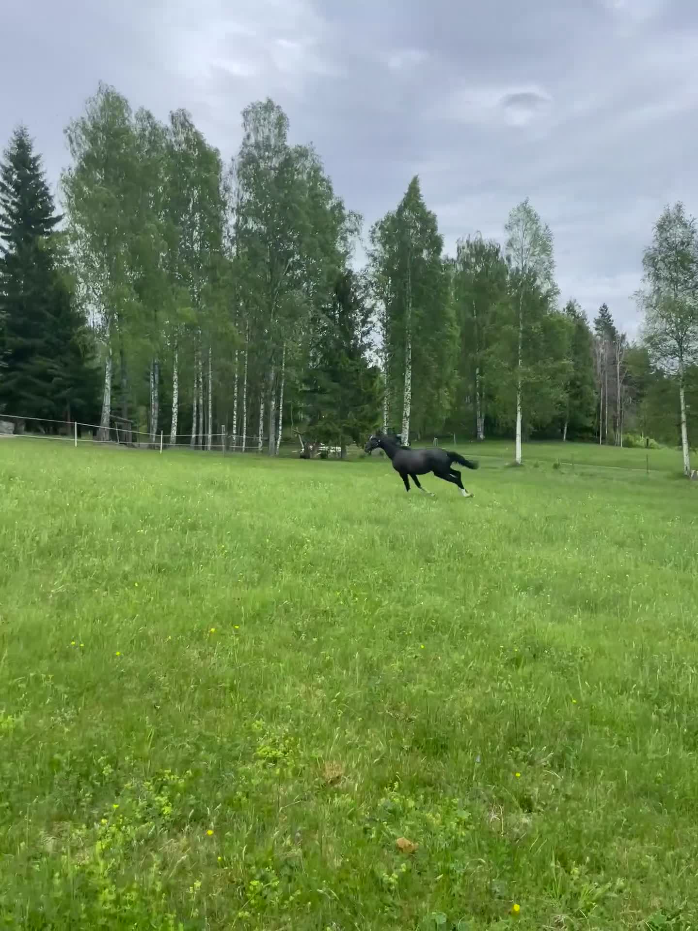 Hoppning hästar till salu: Snyggt SWB-sto -25 🌟 e. Special One - Cartier - Video 1