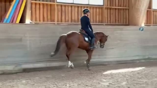 Hoppning hästar till salu: SM Ponny!!🌟 - Video 1