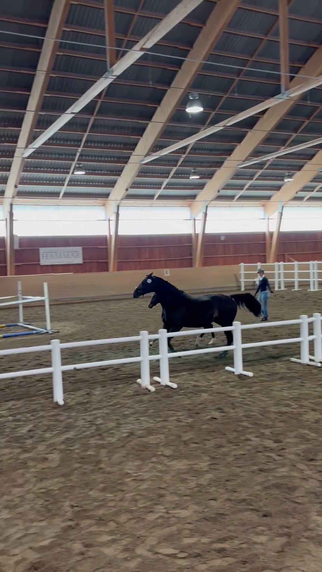 Dressyr hästar till salu: Mycket socialt sto söker nytt hem!  i Lidköping - Video 2