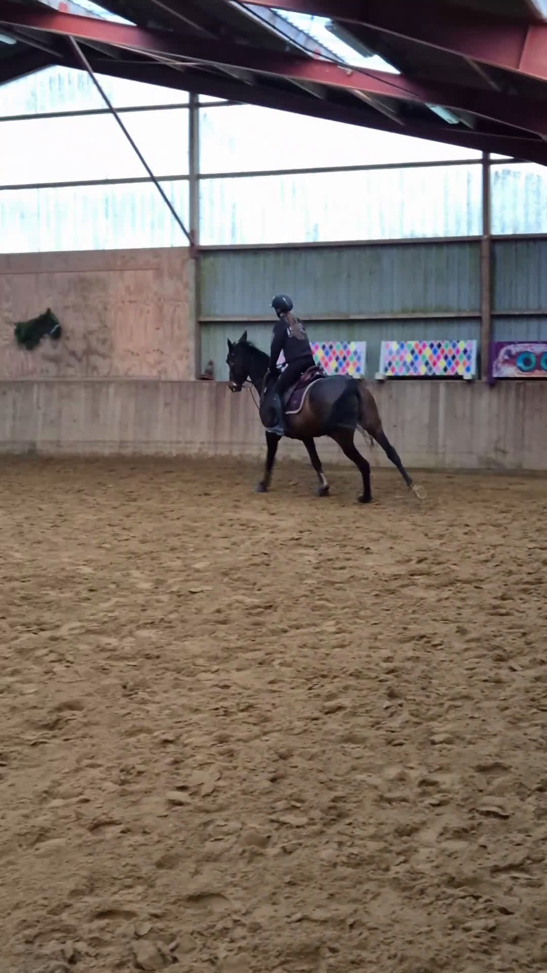 Hoppning hästar till salu: Talentfuld hoppe, med masser af kvalitet - Video 3