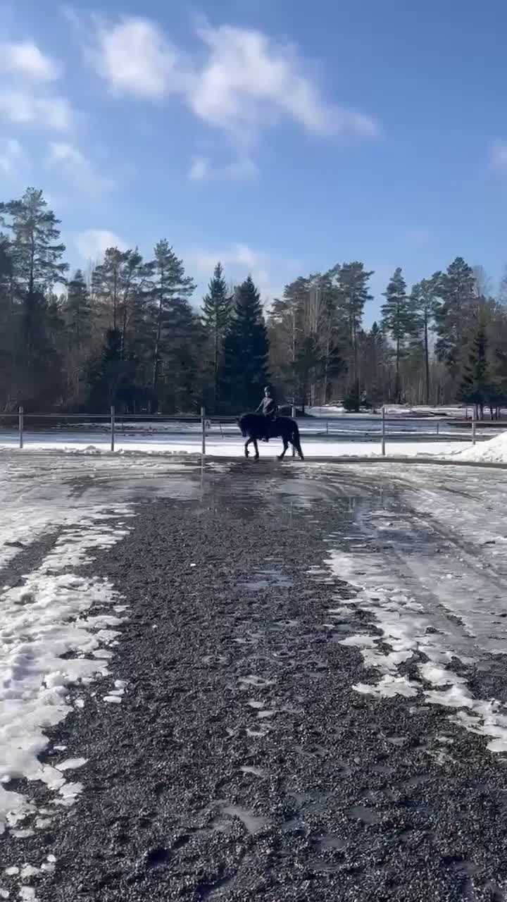 Island hästar till salu: Bedömd femgångsto med bra stam - Video 3