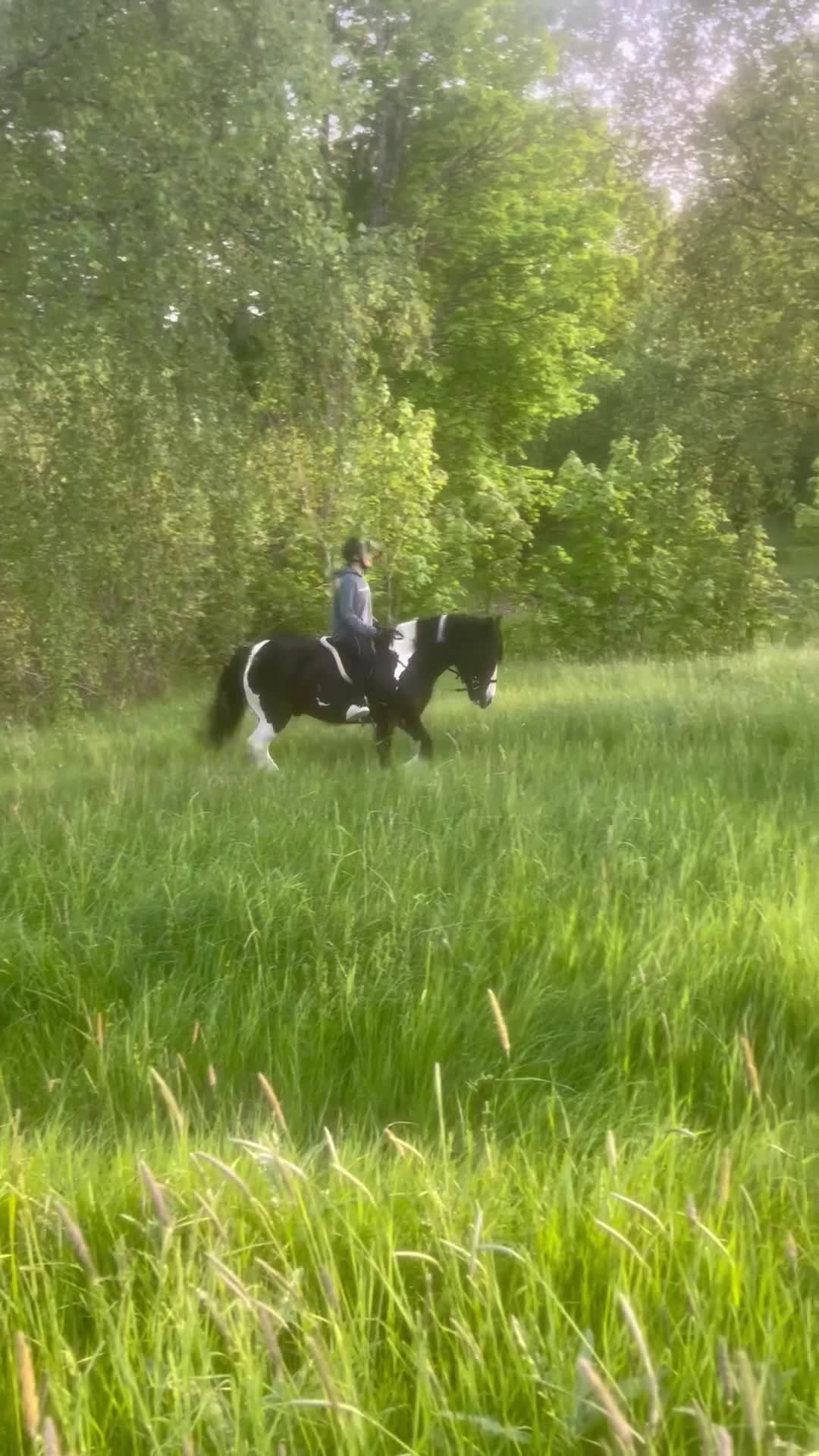 Allround hästar till salu: Teddy söker nytt 🏠 i Hallstavik - Video 2