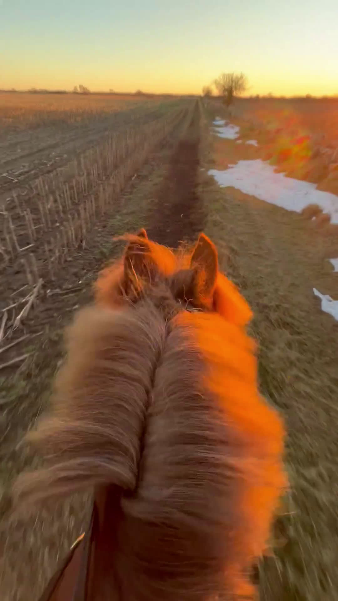 Hoppning hästar till salu: One in A million ponny🌟 i Färjestaden - Video 4