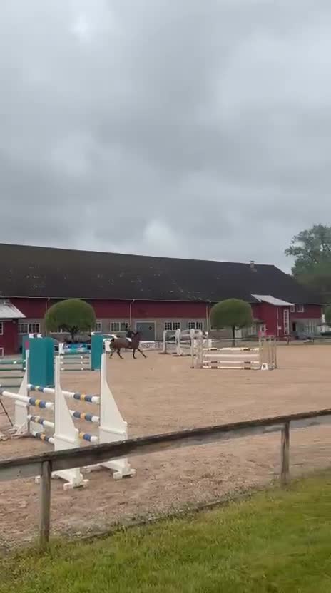 Hoppning hästar till salu: Lyxig hobbyhäst tävlat upp till 135 - Video 1
