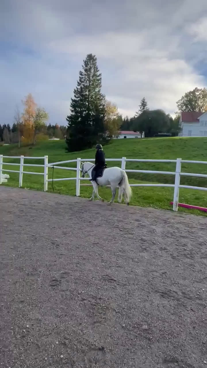 Allround hästar till salu: Drömponny i Sundsvall - Video 5