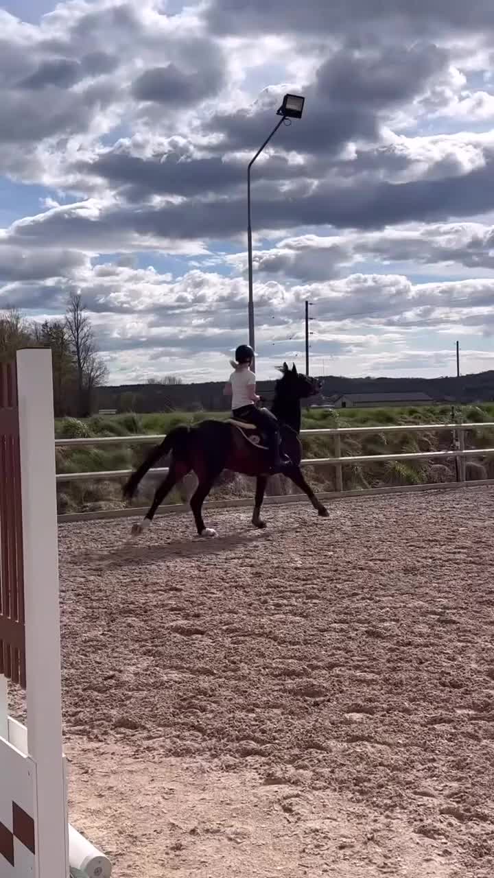 Hoppning hästar till salu: 140+ Scope och gentleman! - Video 3