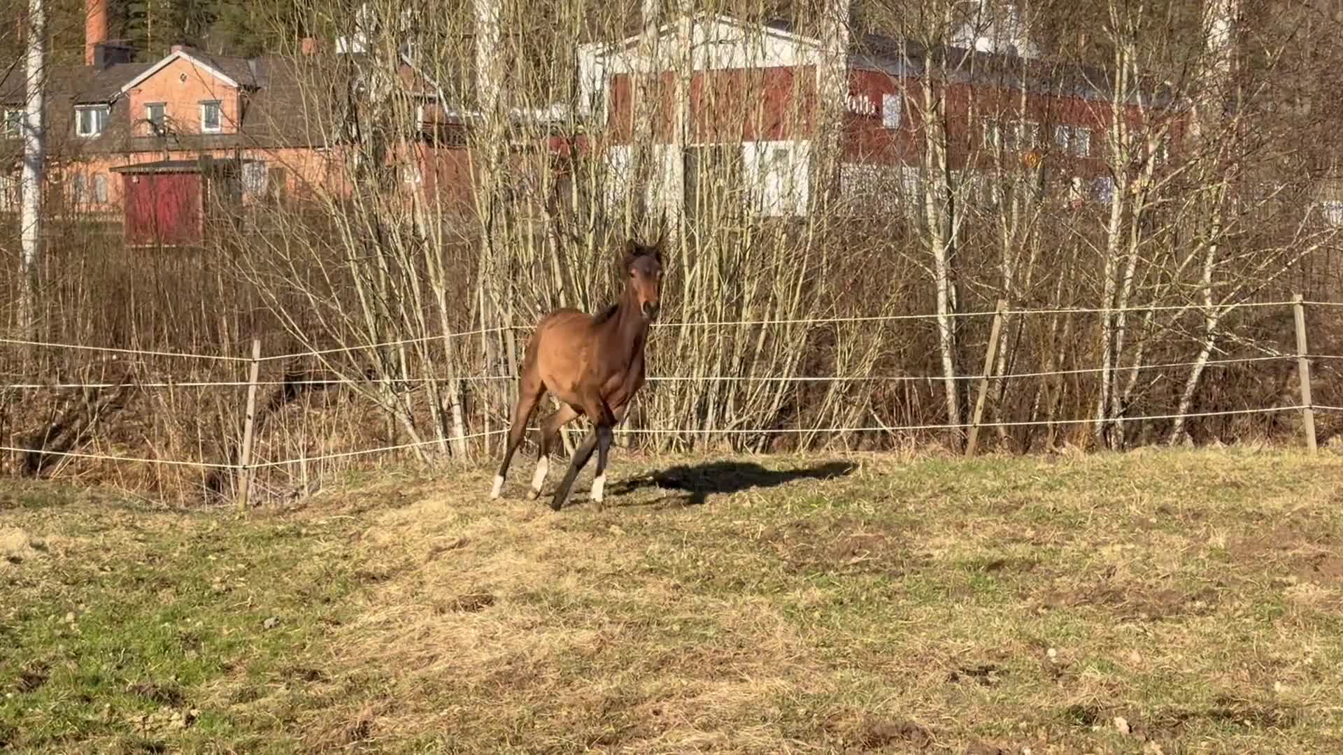 Allround hästar till salu: Sött sto blivande D - Video 3