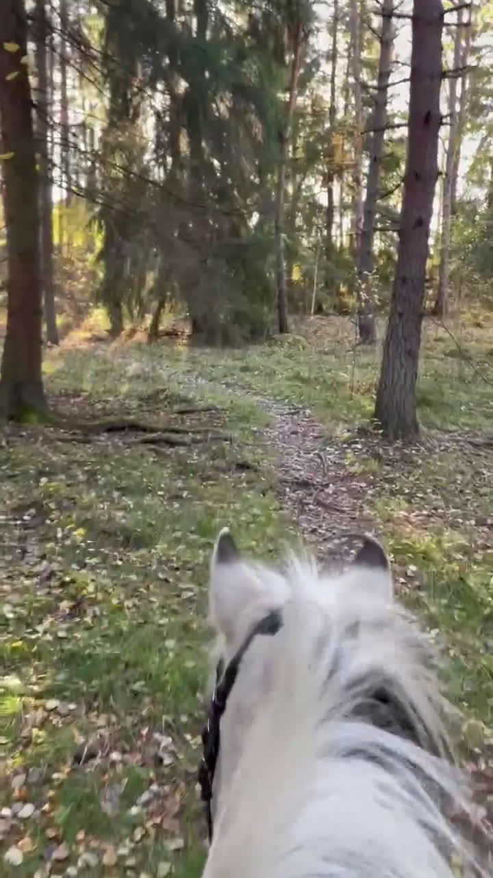 Allround hästar till salu: Viktbärande D-ponny - Video 1