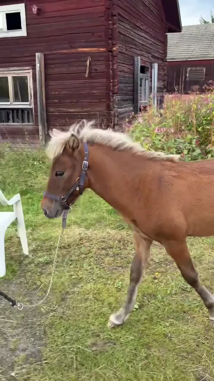 Island hästar till salu: Islands hingst  - Video 1