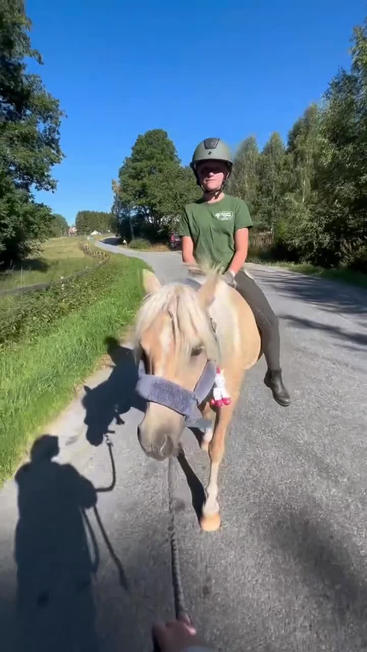 Allround hästar till salu: Ponny med hjärta av guld - Video 3