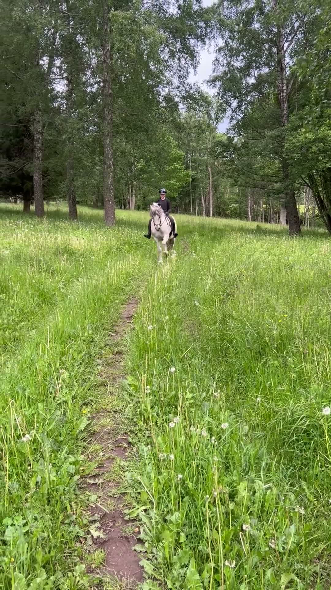 Allround hästar till salu: Spansk gentleman - Video 4