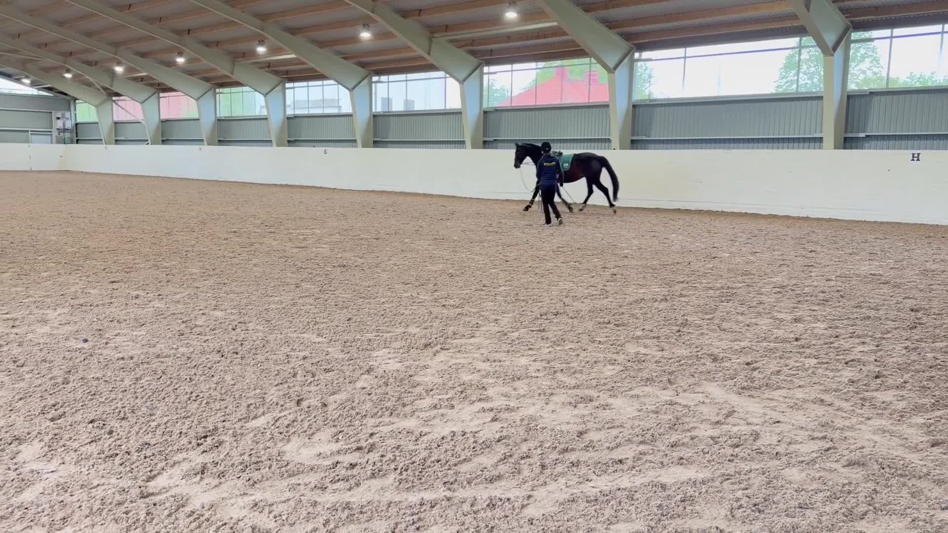Allround hästar till salu: Välstammad projekt med potential  i Bräkne-Hoby - Video 1