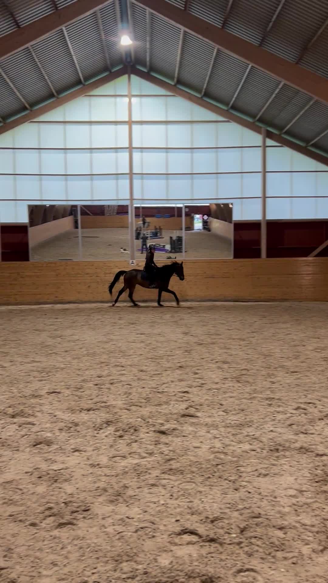 Hoppning hästar till salu: Trevlig, välutbildad hopphäst - Video 1