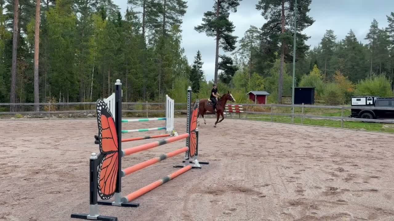 Hoppning hästar till salu: Unghäst för framtiden - Video 1