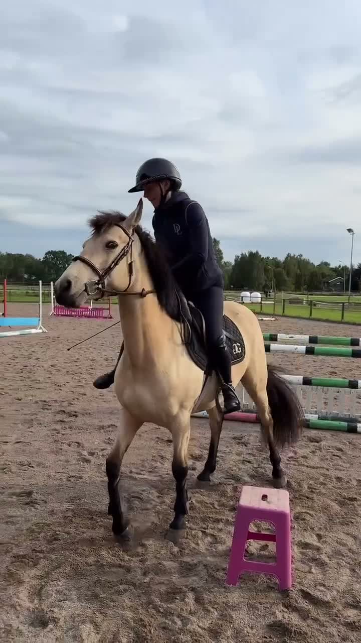 Allround hästar till salu: Läcker ponny som drar blickarna till sig! - Video 1