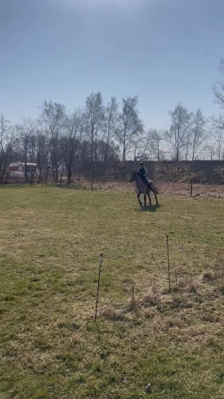 Hoppning hästar till salu: D-ponny fin med hoppteknik och stort hjärta - Video 4