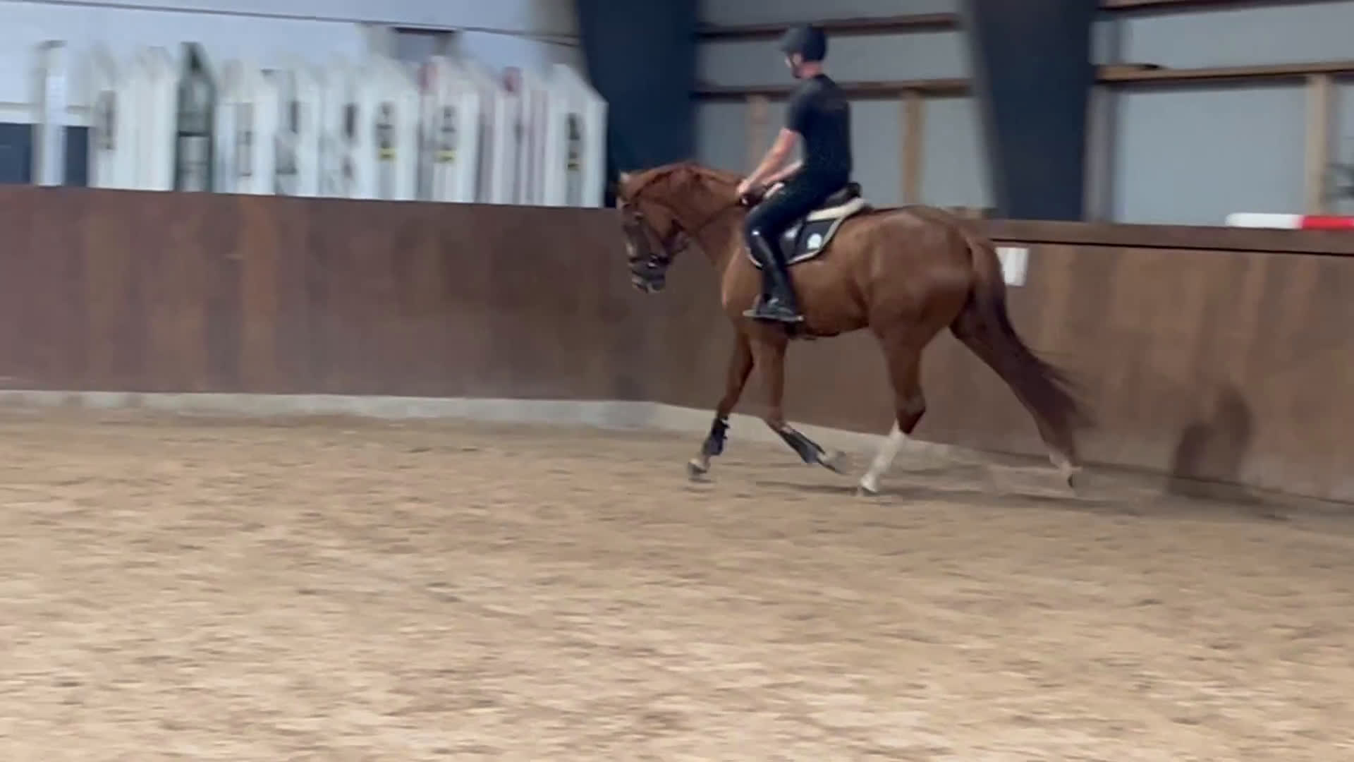 Dressyr hästar till salu: Diplomsto e. Freetown i Habo - Video 2