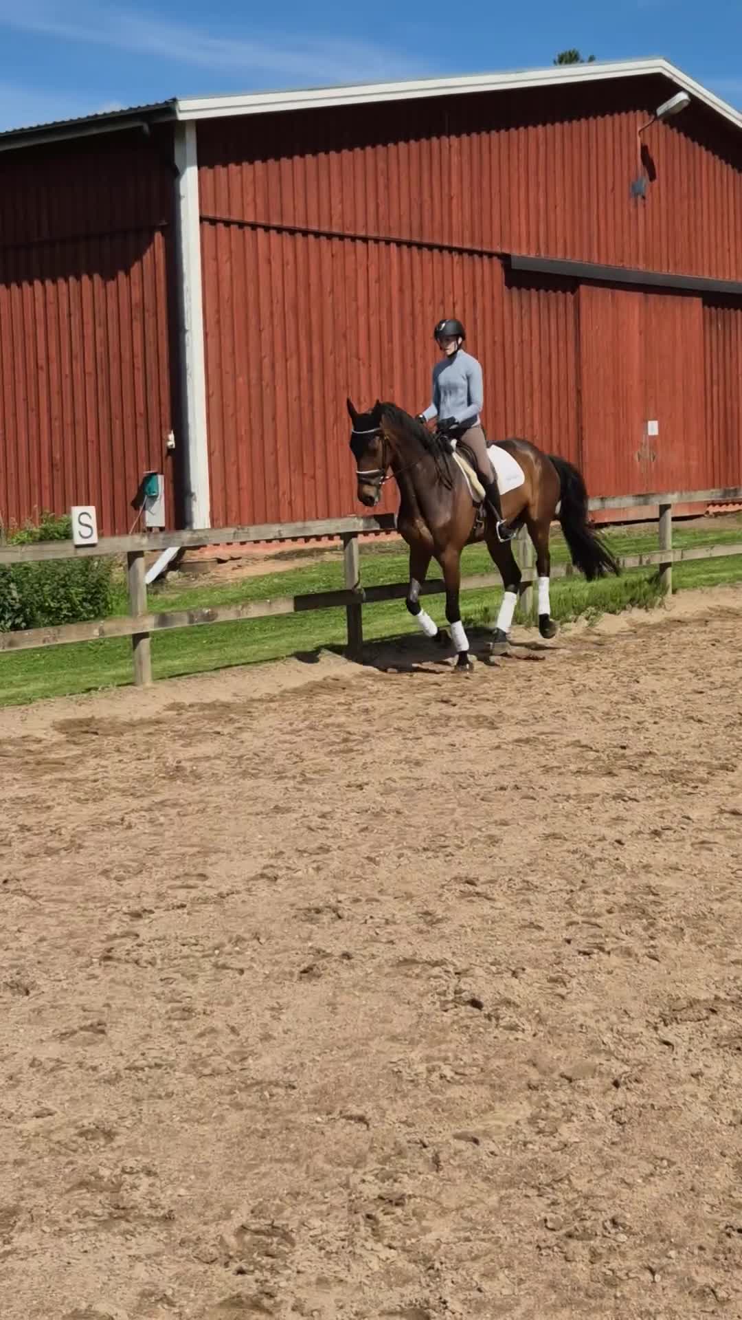 Dressyr hästar till salu: Mycket lovande dressyr valack  - Video 3