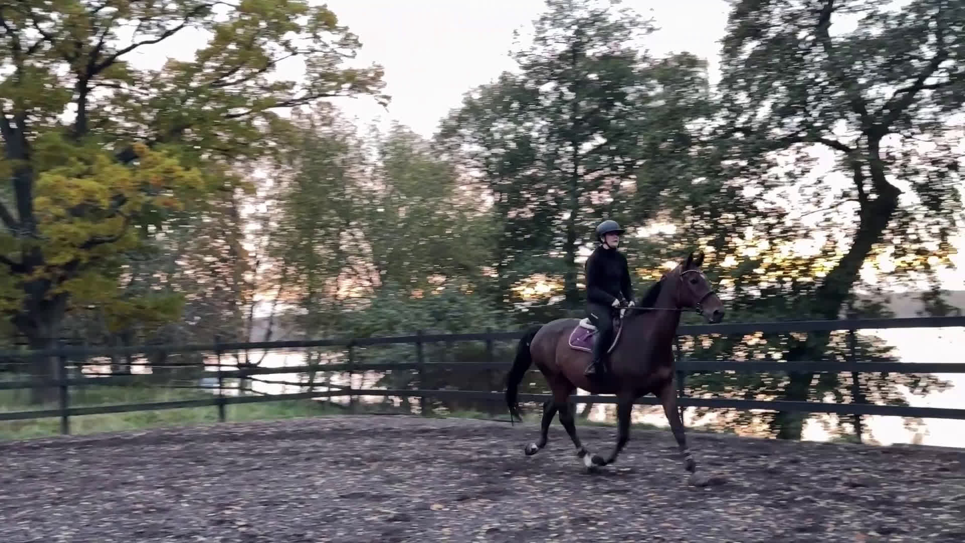 Allround hästar till salu: Perfekt allroundhäst i Vimmerby - Video 3