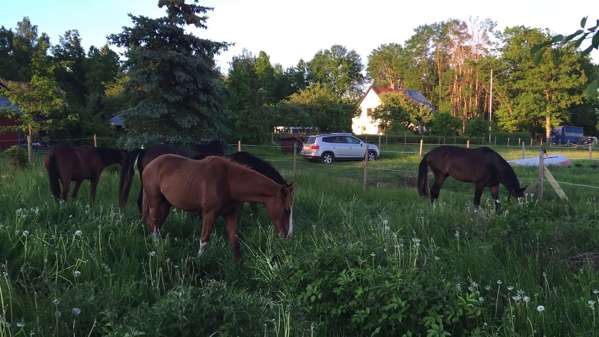  stallplats finnes: Lösdrift Unghingst Valack Sto Norrköping 2500:-  i Norrköping - Video 5