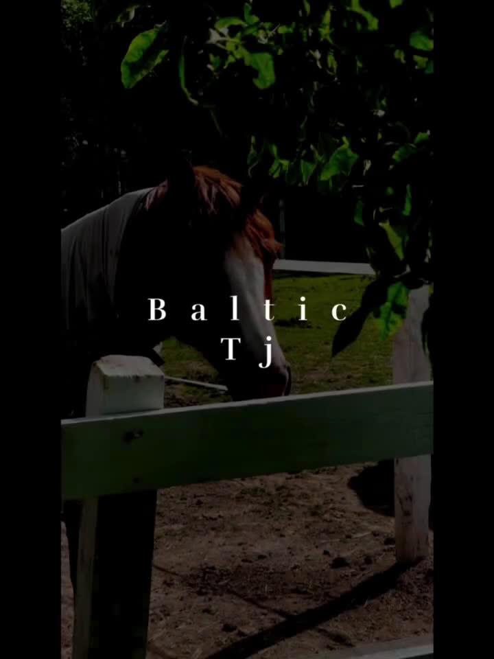 Allround hästar till salu:  Superhäftig och vacker C-ponny i Linköping - Video 1