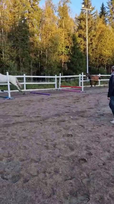 Allround hästar till salu: Fin 2 åring. (Blir 3år maj 2026) i Haparanda - Video 4