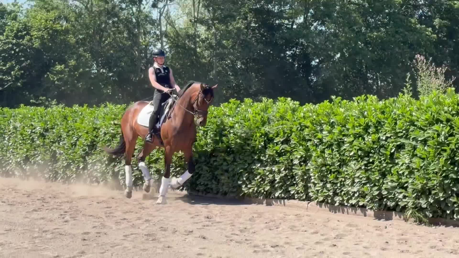 Dressyr hästar till salu: Top rideability and blodlines - Video 1