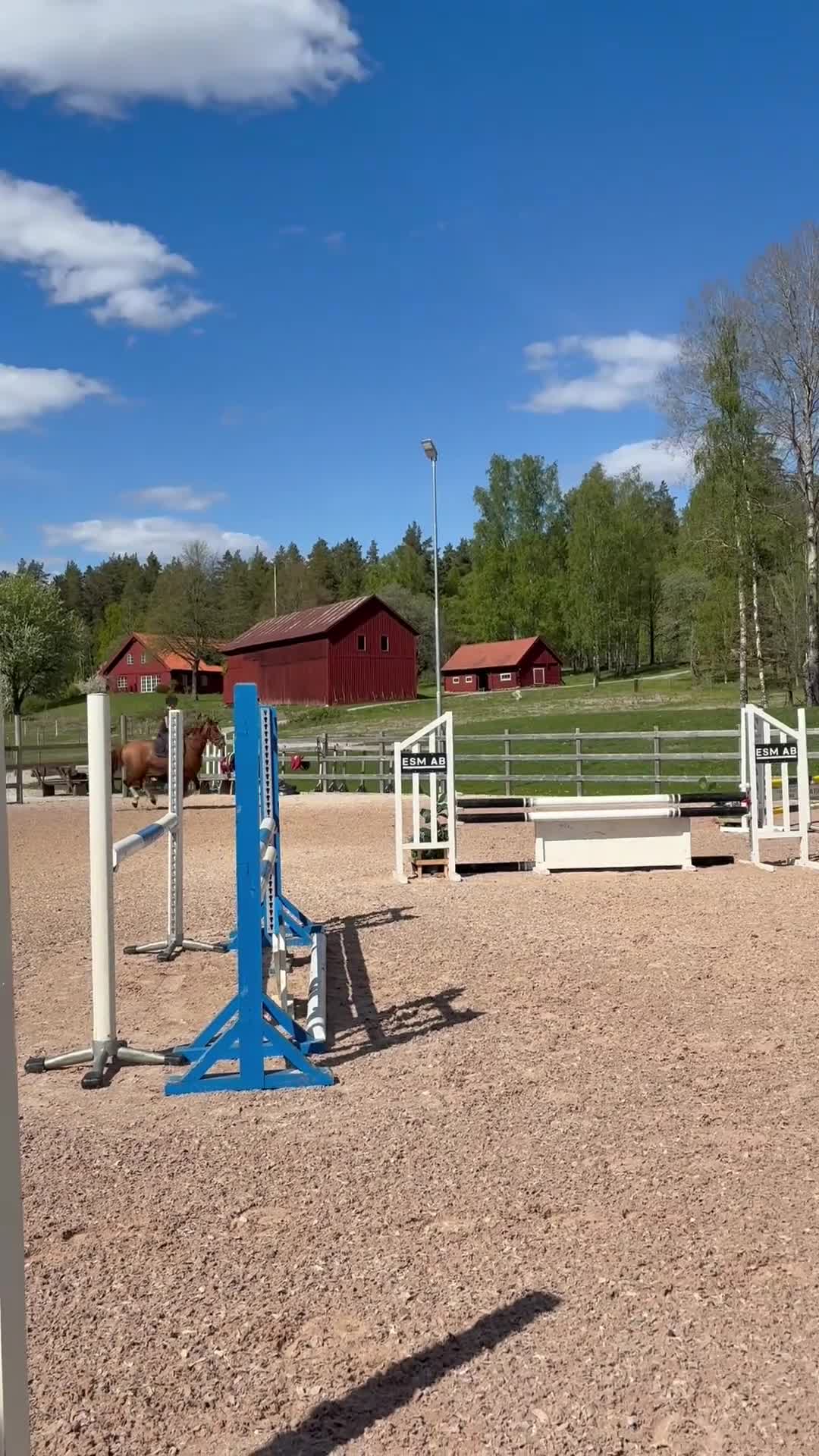 Hoppning hästar till salu: Begåvad 4-åring - Video 4