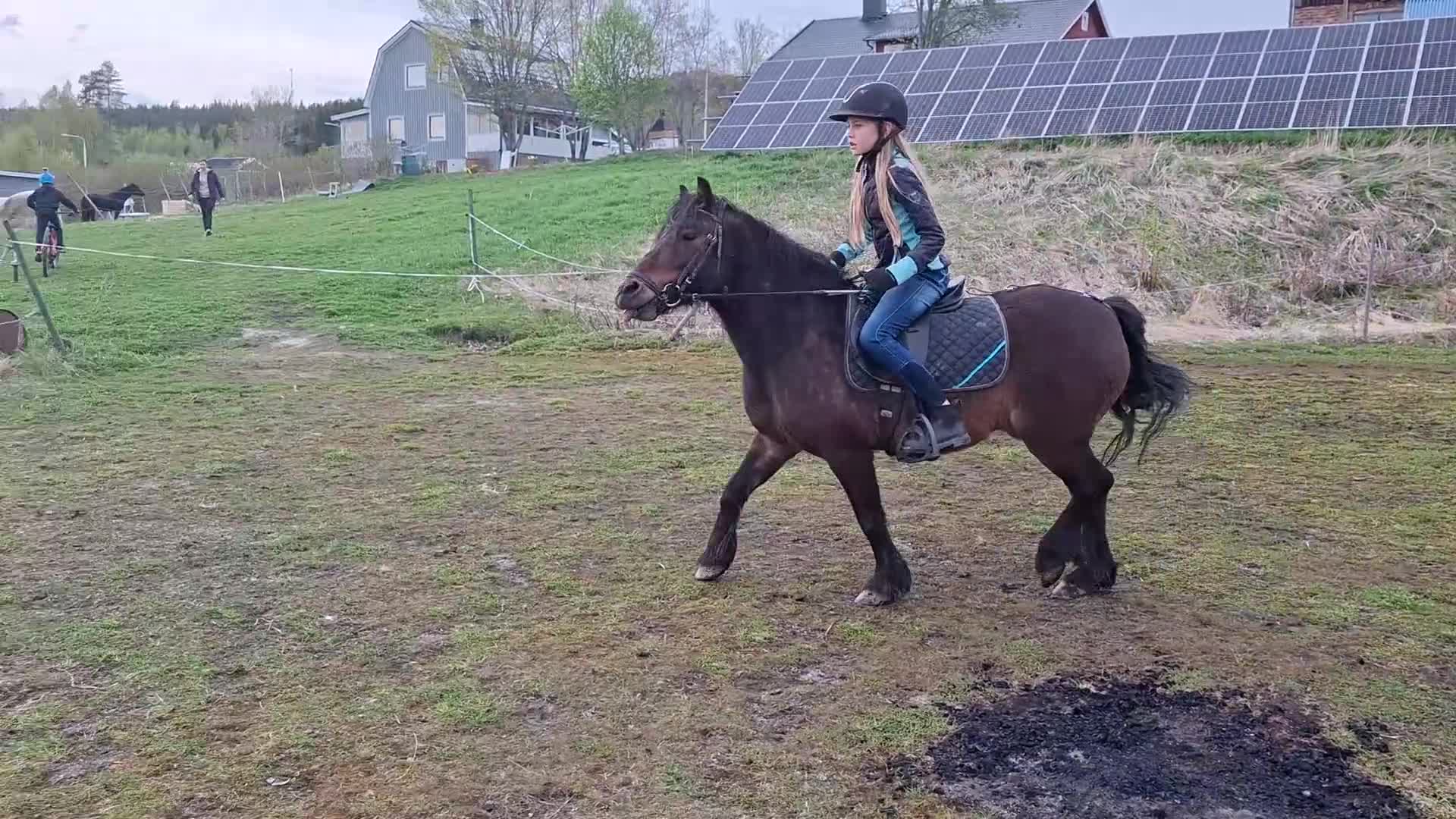 Allround hästar till salu: Drömponny allround delux - Video 4