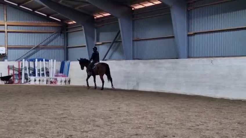 Övrigt hästar till salu: *Tingad* Trevlig allroundhäst - Video 2