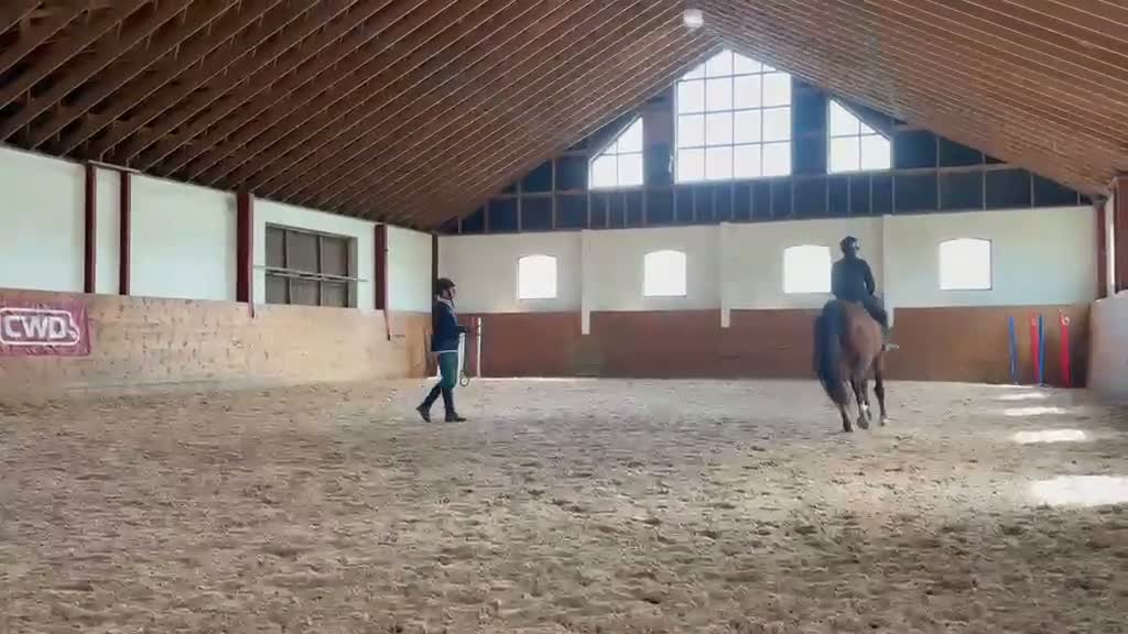Dressyr hästar till salu: Sto för framtiden - Video 1