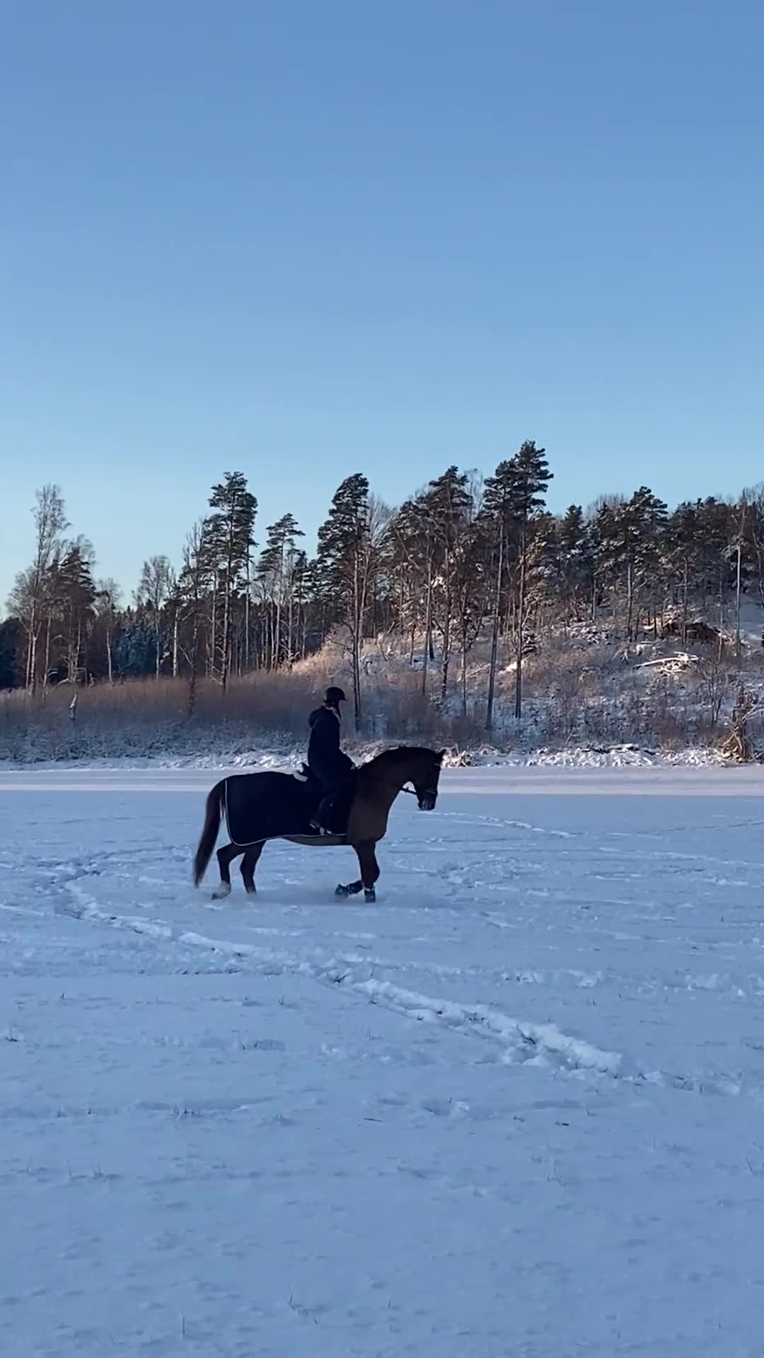 Allround hästar till salu: Söker Heltidsfodervärd till min bästa vän  i Strömstad - Video 3