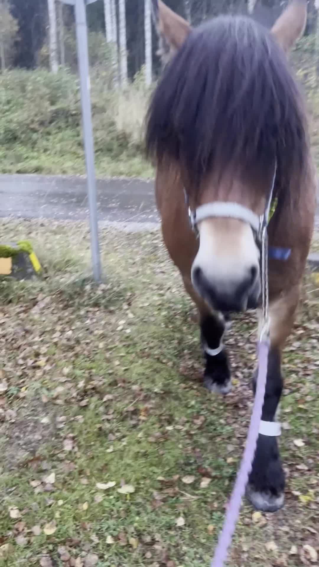 Allround hästar till salu: Trevligt sto till salu i Kopparberg - Video 3
