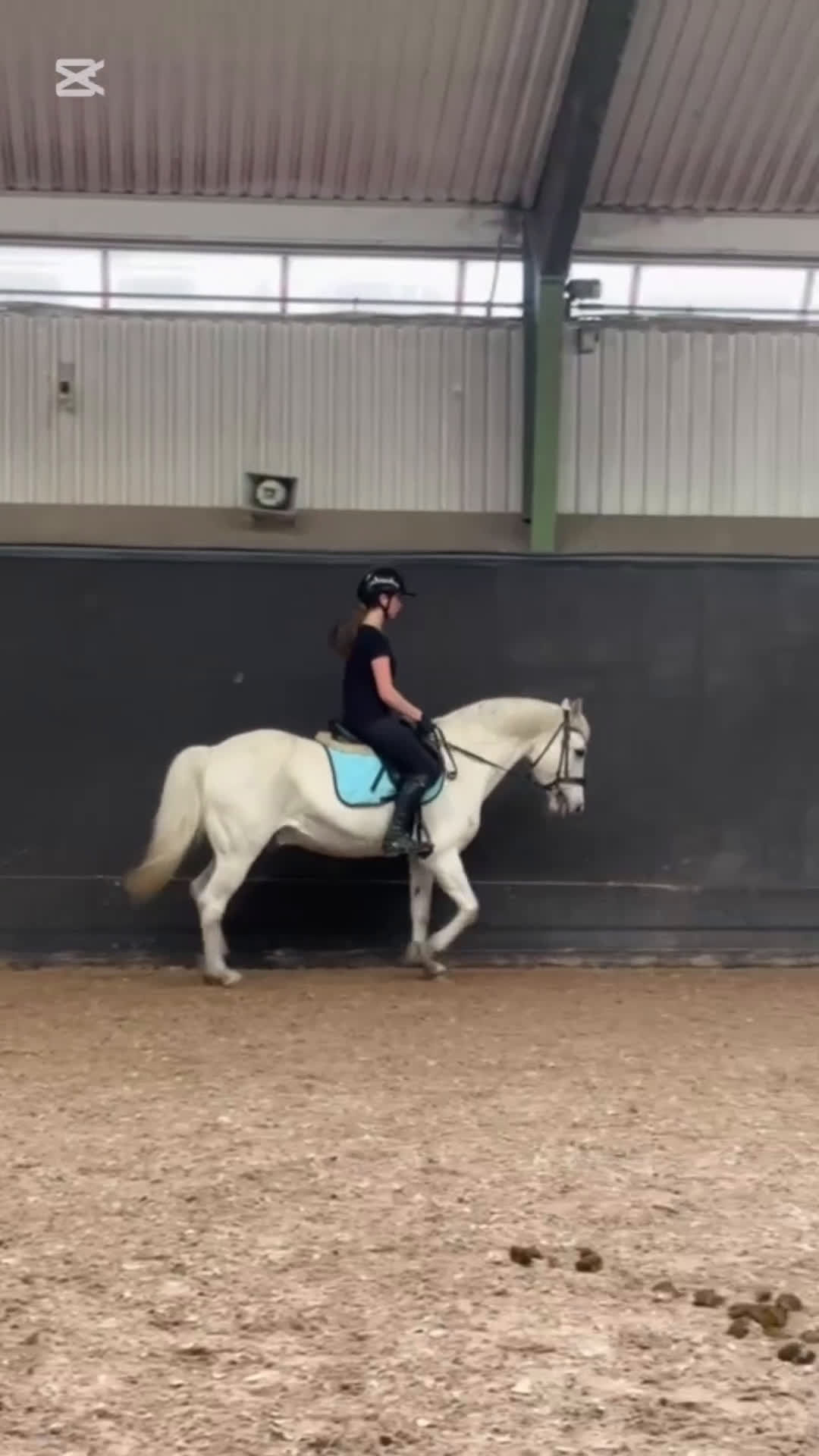 Allround hästar till salu: Trygg allroundponny och läromästare  i Kungsbacka - Video 1