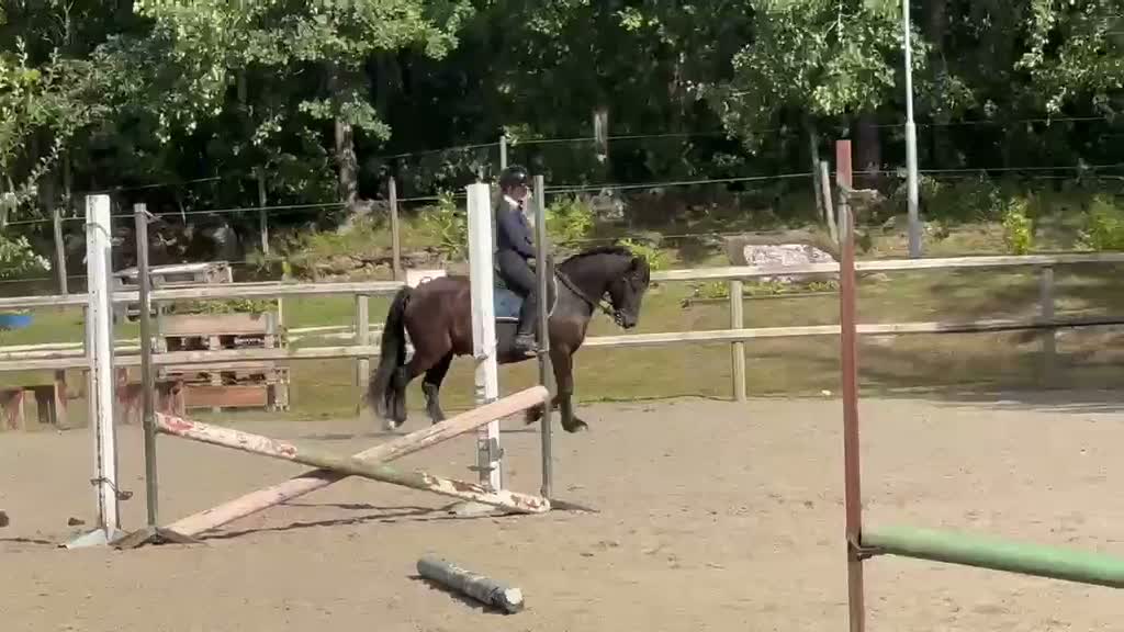 Allround hästar till salu: Trygg ponny för framtiden! - Video 3