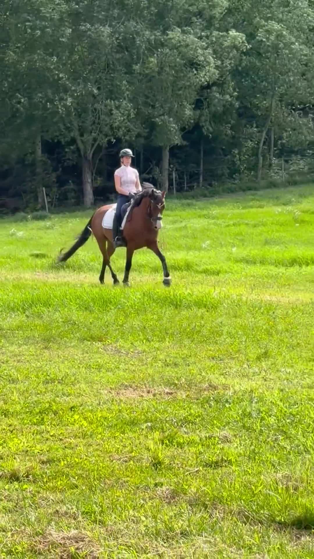 Allround hästar till salu: FEI ponny till salu 🌟 - Video 1