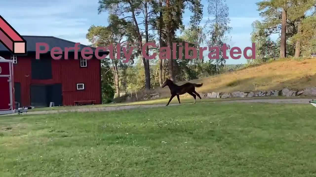Hoppning hästar till salu: Ermitage Kalone - For Feeling - Irco Mena - Video 1