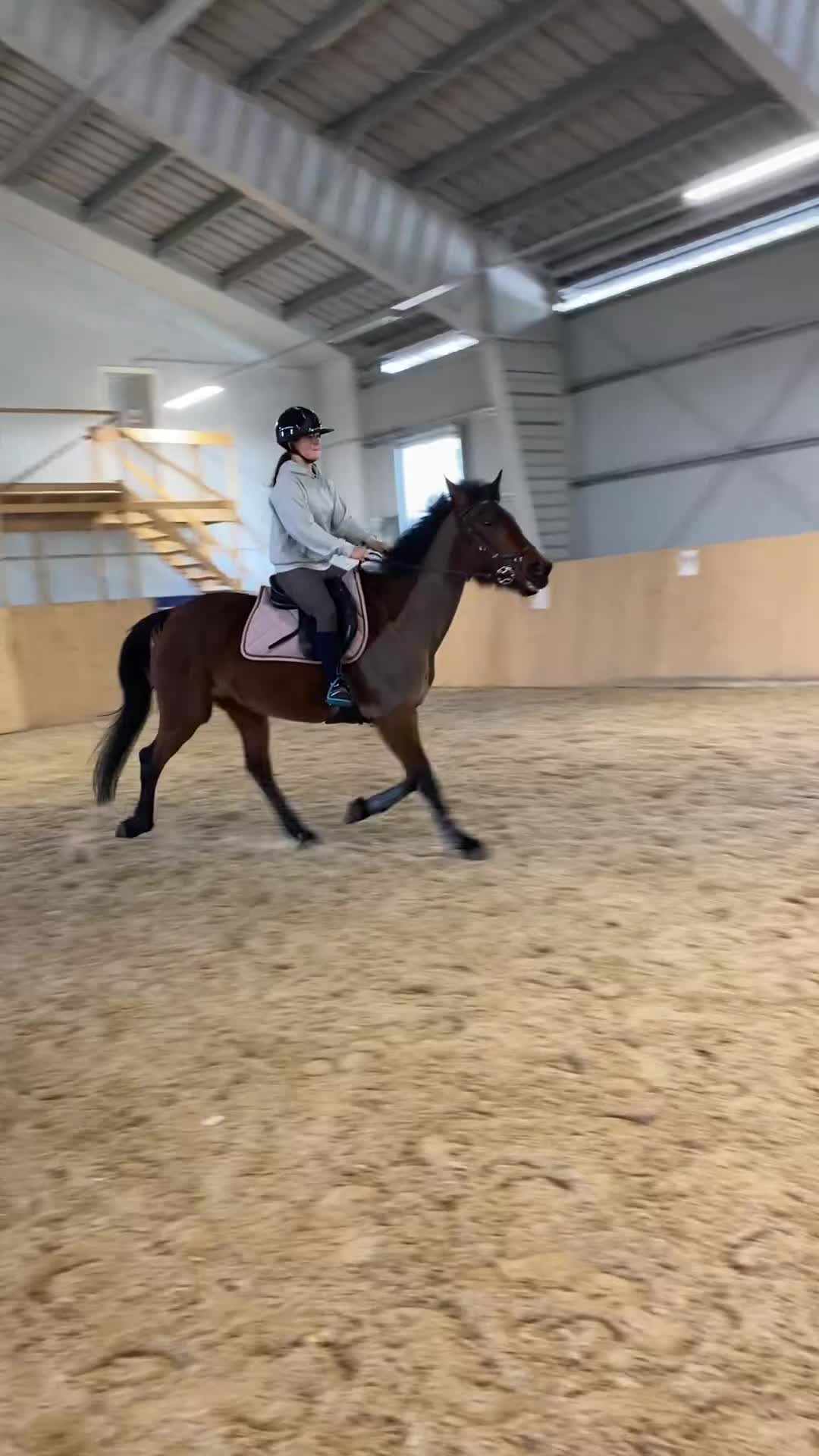 Allround hästar till salu: Trevlig lättsam häst till hobby/avel i Östersund - Video 2